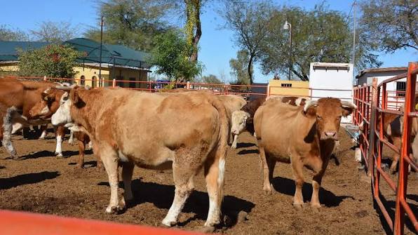 barren_b